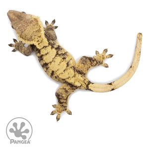 Female XXX Crested Gecko Cr-2561 from above