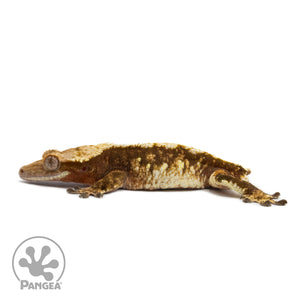 Male Red Tricolor Crested Gecko Cr-2564 facing left