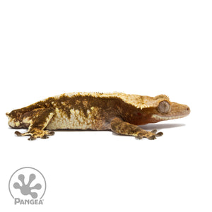 Male Red Tricolor Crested Gecko Cr-2564 facing right