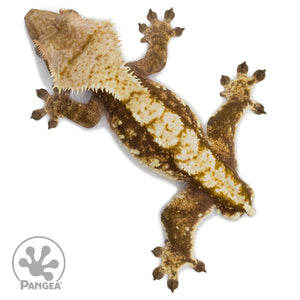 Male Red Tricolor Crested Gecko Cr-2564 from above