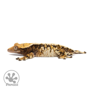 Female Tricolor Extreme Harlequin Crested Gecko Cr-2565 facing left