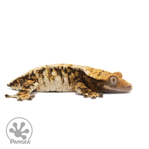 Female Tricolor Extreme Harlequin Crested Gecko Cr-2565 facing right