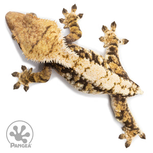 Female Tricolor Extreme Harlequin Crested Gecko Cr-2565 from above