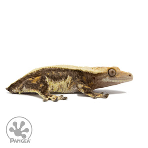 Female Quadstripe Crested Gecko Cr-2566 facing right