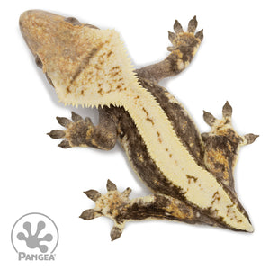 Female Quadstripe Crested Gecko Cr-2566 from above