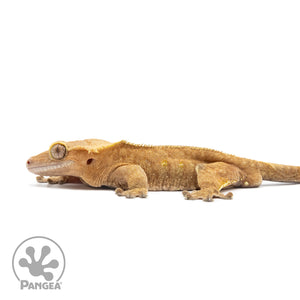 Male Orange Phantom Crested Gecko Cr-2567 facing left