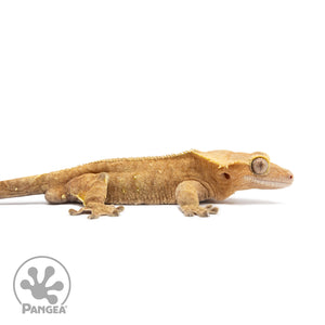 Male Orange Phantom Crested Gecko Cr-2567 facing right