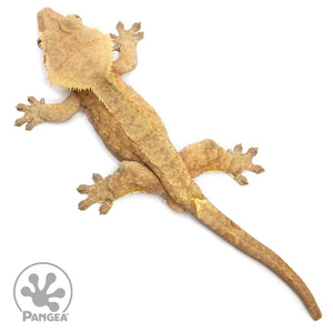 Male Orange Phantom Crested Gecko Cr-2567 from above