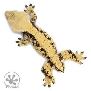 Male XXX Crested Gecko Cr-2568 from above