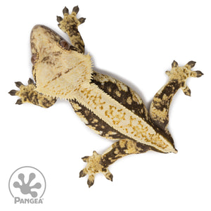 Female Tricolor Extreme Harlequin Crested Gecko Cr-2569 from above