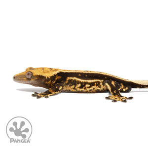 Male Tricolor Quadstripe Crested Gecko Cr-2571