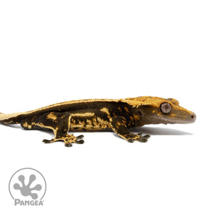 Male Tricolor Quadstripe Crested Gecko Cr-2571