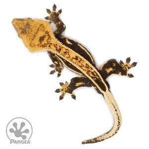 Male Tricolor Quadstripe Crested Gecko Cr-2571