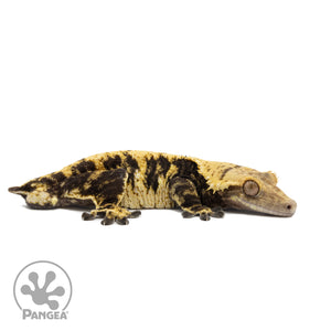 Male XXX Crested Gecko Cr-2572 facing right