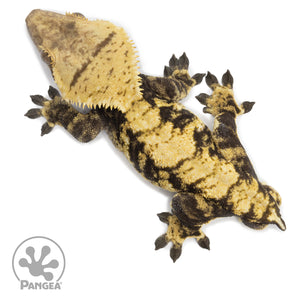 Male XXX Crested Gecko Cr-2572 from above