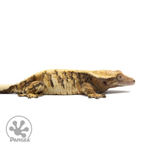 Female Tricolor Extreme Harlequin Crested Gecko Cr-2573 facing right