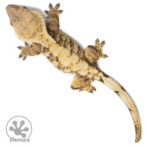 Female Tricolor Extreme Harlequin Crested Gecko Cr-2573 from above