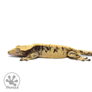 Male XXX Crested Gecko Cr-2574 facing left