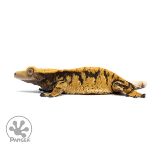 Female Tricolor XXX Crested Gecko Cr-2576 facing left