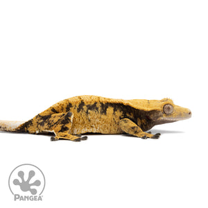 Female Tricolor XXX Crested Gecko Cr-2576 facing right