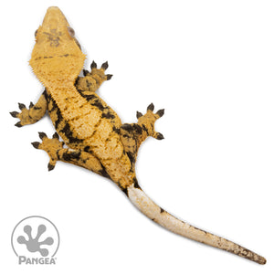 Female Tricolor XXX Crested Gecko Cr-2576 from above