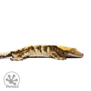 Male Tricolor XXX Crested Gecko Cr-2578 facing right