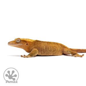 Female Orange Phantom Crested Gecko Cr-2584 facing left