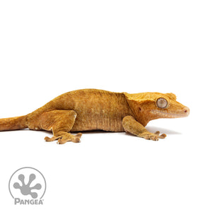 Female Orange Phantom Crested Gecko Cr-2584 facing right