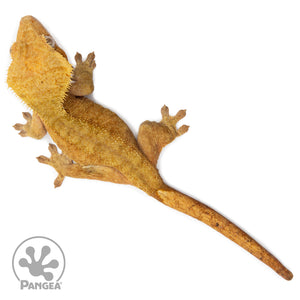 Female Orange Phantom Crested Gecko Cr-2584 from above