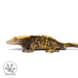 Male XXX Crested Gecko Cr-2585 facing left