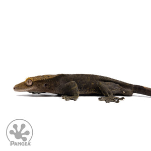 Male OG Noir Crested Gecko Cr-2586 facing left