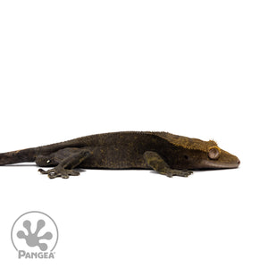 Male OG Noir Crested Gecko Cr-2586 facing right