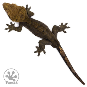 Male OG Noir Crested Gecko Cr-2586 from above