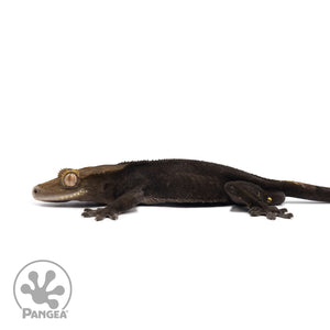 Male Black Phantom Crested Gecko Cr-2587 facing left