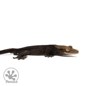 Male Black Phantom Crested Gecko Cr-2587 facing right