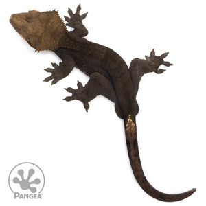 Male Black Phantom Crested Gecko Cr-2587 from above