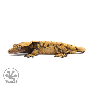 Female XXX Crested Gecko Cr-2590 facing left