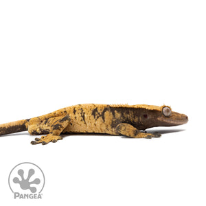 Female XXX Crested Gecko Cr-2590 facing right