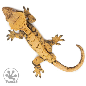 Female XXX Crested Gecko Cr-2590 from above