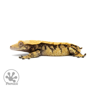 Male Extreme Harlequin Crested Gecko Cr-2592 facing left