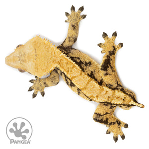 Male Extreme Harlequin Crested Gecko Cr-2592 from above