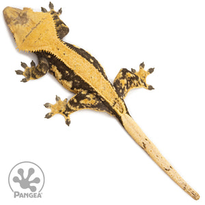 Female Solid Back Crested Gecko Cr-2593 from above