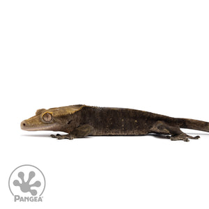 Male Black Patternless Crested Gecko Cr-2594 facing left