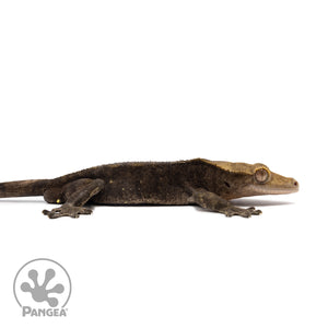 Male Black Patternless Crested Gecko Cr-2594 facing right