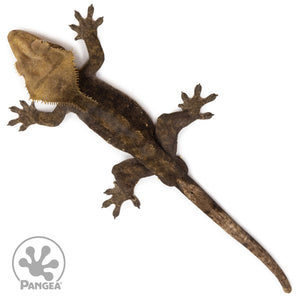 Male Black Patternless Crested Gecko Cr-2594 from above