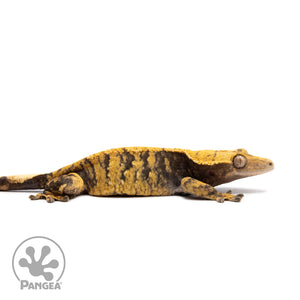 Female XXX Crested Gecko Cr-2596 facing right