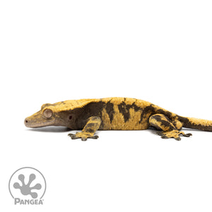 Male XXX Crested Gecko Cr-2597 facing left