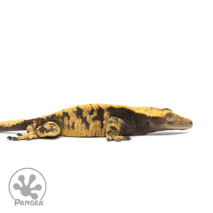 Male XXX Crested Gecko Cr-2597 facing right