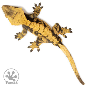 Male XXX Crested Gecko Cr-2597 from above