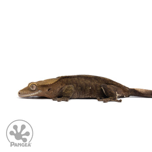 Female Dark Patternless Crested Gecko Cr-2598 facing left